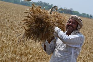 किसानों को शांत करने के लिए सरकार ने रबी फ़सलों के समर्थन मूल्य में 21% की वृद्धि की