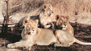 गिर के जंगल में घातक वायरस के कारण 1 महीने में 23 शेरों की मौत